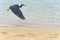 Eastern reef heron flying low over golden blue sand and water