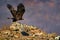 Eastern Rhodopes rock with eagle.       Flying bird of prey golden eagle with large wingspan, photo with snowflakes during winter