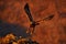 Eastern Rhodopes rock with eagle.       Flying bird of prey golden eagle with large wingspan, photo with snowflakes during winter