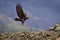 Eastern Rhodopes rock with eagle. Flying bird of prey golden eagle with large wingspan, photo with snowflakes during winter, stone