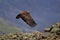 Eastern Rhodopes rock with eagle. Flying bird of prey golden eagle with large wingspan, photo with snowflakes during winter, stone