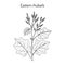 Eastern rhubarb Rheum officinale , medicinal plant
