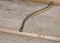 Eastern Ribbon Snake slithering on Chesser Island Boardwalk Trail