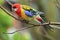 Eastern rosella