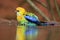 Eastern rosella