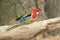 Eastern rosella