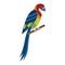 Eastern Rosella Colorful Exotic Parrot in Flat
