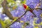 Eastern Rosella and Jacaranda Trees