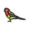 eastern rosella parrot bird color icon vector illustration