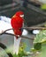 Eastern rosella parrot or parakeetis a rosella native to southeast of the Australian continent and to Tasmania