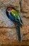 Eastern Rosella parrot wildlife colored bird