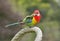 Eastern Rosella perched on branch