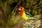 Eastern rosella - Platycercus eximius  is a rosella native to southeast of the Australian continent and to Tasmania, introduced to