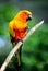 Eastern Rosella Rainbow Parrot sitting on a branch for his portrait.