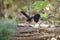 Eastern Rufous Sided Towhee bird