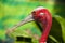 Eastern sarus crane.