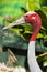 Eastern sarus crane.