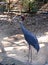 Eastern sarus crane