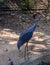 Eastern sarus crane