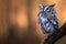 Eastern Screech Owl