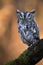 Eastern Screech Owl