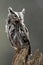 Eastern Screech Owl