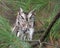 Eastern Screech Owl