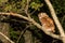 Eastern Screech Owl