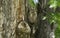 Eastern Screech Owl becomes one with the tree.