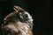 Eastern Screech Owl Close Up