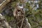 Eastern screech owl hiding in a tree cavity.