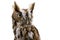 Eastern Screech Owl Isolated