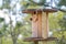 Eastern screech owl looking out of wooden industrial wire spool nesting box