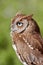 Eastern Screech-Owl (Megascops asio)