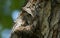 Eastern Screech Owl peeking from nest