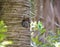 An eastern screech owl peeking out from its nest in a palm tree.