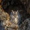 Eastern screech owl roosting