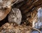 Eastern screech owl roosting