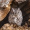 Eastern screech owl roosting