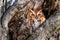 Eastern Screech Owl rufous morph