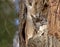 Eastern Screech-owl in a tree