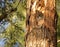 Eastern Screech-owl in a tree