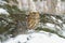 Eastern screech owls in fir tree in Northern Minnesota