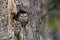 Eastern Screech Owls (Megascops asio)
