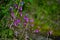 Eastern Shooting Star Purple Flower Plant