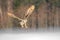 Eastern Siberian Eagle Owl flying in winter. Beautiful owl from Russia flying over snowy field. Winter scene with majestic rare ow