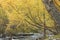 Eastern Sierra Fall Autumn Color beside a river