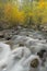 Eastern Sierra Fall Autumn Color beside a river