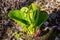 Eastern skunk cabbage Symplocarpus foetidus