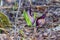 Eastern skunk cabbage ,Symplocarpus foetidus